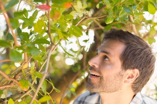 A satisfied customer closely examines the fresh trimming on his hedges.