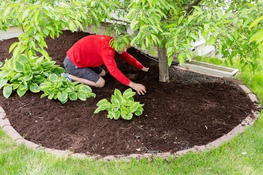 A crewmember applies mulch to a freshly planted tree bed.