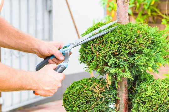A worker uses a garden shears to perform monthly trimming to a bush.